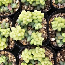 [해뜰다육] 청옥(소품) 다육식물 선인장, 1개