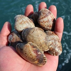 기타 T_[오늘의바다] 남해안 참바지락, 1개, 1kg