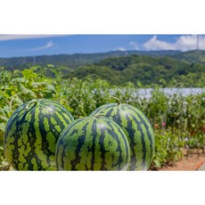 [마지막특가] 100박스한정 꿀품은 하우스겨울 수박, 1개, 4kg 내외