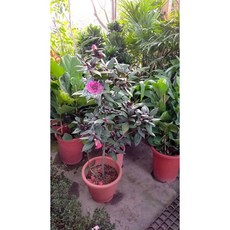 霏霏園藝 黑貝拉 茶會掛花 高度70公分以上