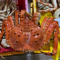 러시아 블루 자숙 킹크랩 2.5kg, 1개, 원물 2.5kg