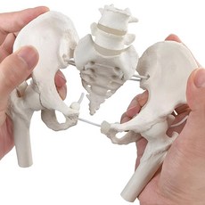 NEW HORIZON 움직일 수 있는 대퇴골 머리가 신축성 여성 골반 골반 미니 사이즈 조산사 간호 학교 학생을 위한 교육 도구 152451, NEW HORIZON 움직일 수 있는 대퇴골 머리가 신