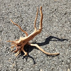 가지유목 (20cm 내외) 1개