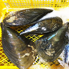 (생물)국산 키조개 조개구이 캠핑용, 1개, 3미(개당 17cm/500g내외)