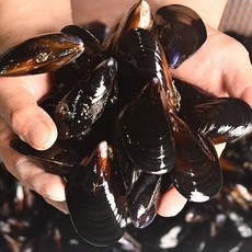 활홍합 국내산 양식 세척10kg, 홍합 4kg