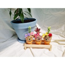 [쩡토피어리]카네이션 다육세트 화분 행잉 볼 가랜드 반려식물 공기정화 토피어리, 1개