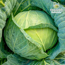 베지토피아 [당일출고] 수입 양배추 5통 6통 15kg [업소용 식자재용], 1박스