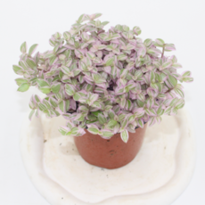 [봄꽃플랜트] 핑크레이디 미니핑크 달개비 소품 실내 공기정화 실내 관상용 반려식물, 1개