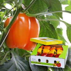 산지직송 파프리카 선물용 2kg 5kg 지지팜 농장, 빨강노랑, 1개