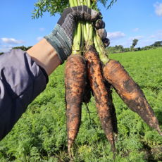 제주 구좌 햇 흙당근 아삭달콤, 1박스, 랜덤과 5kg
