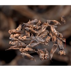 適用於龍魚、烏龜、蜥蜴、刺蝟、蜜袋鼯等寵物 高蛋白營養點心, 1個, 蟋蟀乾（請先詳閱內文注意事項）,100克, 100克