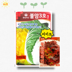 팜한농 흥농 불암3호 1000립 가을 김장 항암 배추 씨앗, 1개
