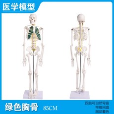 해부학 인체 해골 골격 모형 전신 관절 두개골 인대, 1세트, D.85cm 녹색 해골(흉골 디스크 포함)