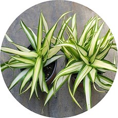 무늬접란/민무늬접란/조란/나비란/클로로피텀/Chlorophytum/10cm분/커피숍/카페/플랜테리어, 1개