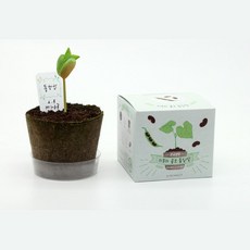 5인세트 초등학교 어린이식물 작은농장 강낭콩 모종키우기 식물재배, 1개