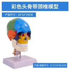 두개골 경추 모형 과학실 목뼈 교육 실습 머리뼈, 색깔의 두개골은 경추를 가지고 있다