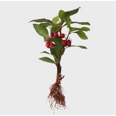 메이크정글 공기정화 수경재배 흙 세척 식물 모음 천냥금, 1개