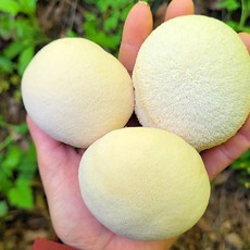 승민아버섯따자 빅싸이즈 슈퍼배지 노루궁뎅이 배지 버섯키우기, 1개