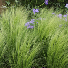 털수염풀 노지월동 정원 그라스 조경식물 10cm 포트