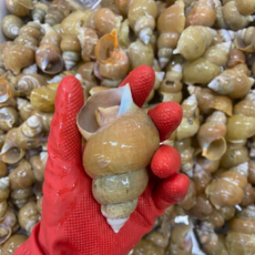 [시즌한정] 포항 산지직송 자연산 활 손질 백골뱅이 백고동, 1개, 급냉 활골뱅이 1.6kg