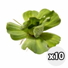 물배추 물상추 수생식물 수경재배 수중 수생 대성식물, 10개