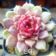 내맘대로골라 다육이 다육식물, 20번- 신디, 1개