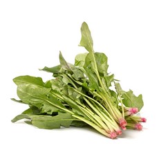 [한정수량초특가] 갓수확남해직송 달큰한 보물초 섬초, 1박스, 500g