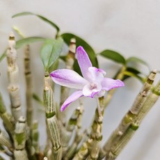 묵은둥이 ~경홍석곡, 1개