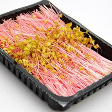 국내산 특품 분홍 메밀순 반박스 500g 메밀싹 가니쉬 샐러드야채, 1개