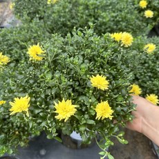 골드씨드 가든맘국화 노랑 중대품 5치포트, 1개