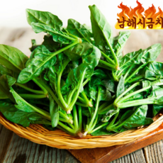 산지직송 국내산 남해 시금치 섬초, 1박스, 1kg