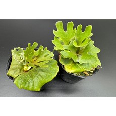 金功夫植物園 銀葉侏儒亞猴 仿真盆栽 居家裝飾 辦公室擺設, 1個, 2顆2.5吋出手銀葉侏儒亞猴