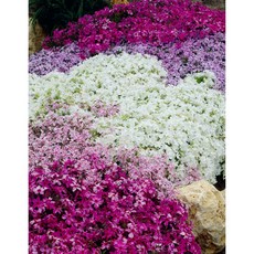 [도드람산식물원] 꽃잔디4색 핑크 흰 핑크줄무늬 연보라. 3치포트 4x5 20세트 화단꾸미기 실외조경 전원주택조경, 4색x5 20개세트, 1개