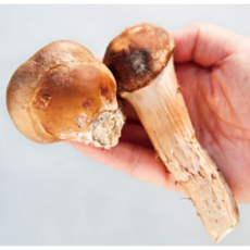 참송이버섯 국내산 송화버섯 송고버섯 가정용 농장직송 500g 1kg, 가정용(500g), 1개