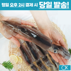 국내산 초코오징어 통오징어 5미 1kg 통찜용오징어 숙회용 선동오징어 생물오징어 급냉동오징어, 대(280g전후x5미)1.5kg내외, 1개