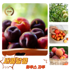 [굿피플] 고당도 달콤새콤 햇자두 하우스자두 자두, 1박스, 하우스 자두 600g 10-13과