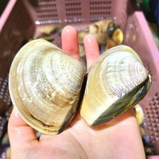 국내산 해감 백합조개 생합 상합 참백합, 1개, 1kg