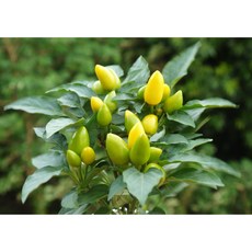 花樣渼栽盆栽生活館 觀賞辣椒盆栽 (3寸) 莎莎椒 泰國椒 五彩椒 黃辣辣 小槍椒 食用辣椒 室內/陽台/室外植物, 1個, 莎莎椒-黃椒