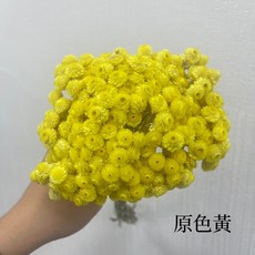 “Be a florist 花藝夢” 義大利 進口 蠟菊 花面大小約13x13公分, 1個, 原色黃