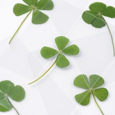 무둥 네잎클로버, 100개