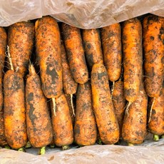 [37년째] 제주 구좌 못난이 흙당근, 1박스