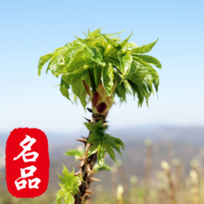 [현재수확중] 최상품선별 산지직송 자연산 엄나무순 개두릅, 1세트, 500g