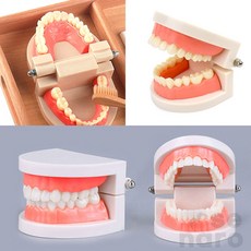 올스비 이빨 치아 모형 양치교육