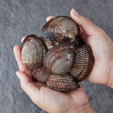 남해안 피꼬막 제철 피조개, 1개, 5kg, 특품