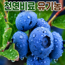 [상급선별] 국내산 노지 고당도 블루베리(18~20mm), 1개, 100g