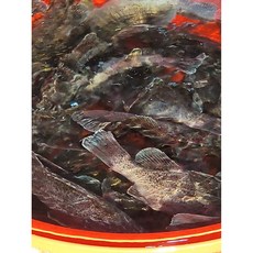 국내산 전남완도 반건조 우럭 중(30cm)1마리, 대형2마리(30cm), 1개