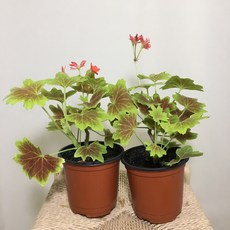 [해피그린 화원] [2개묶음] 단풍제라늄 미니 유럽제라늄 벤쿠버 제라늄 단풍 제라늄 108 농원 화원, 2개