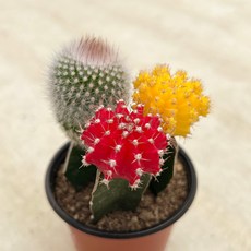 마이플랜트 비모란 선인장 3색 선인장 미니다육, 단일, 1개