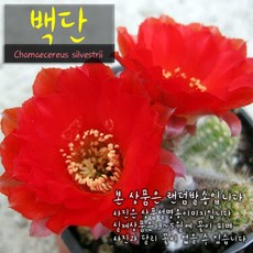 [선인장] 백단 (손가락선인장) 지름 9cm 소품 다육화분 (좋은흙만 사용), 1개