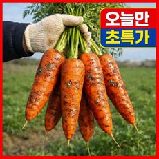 [오늘만초특가] 국내산 자연단맛 햇 흙당근, 1박스, 10kg (왕)